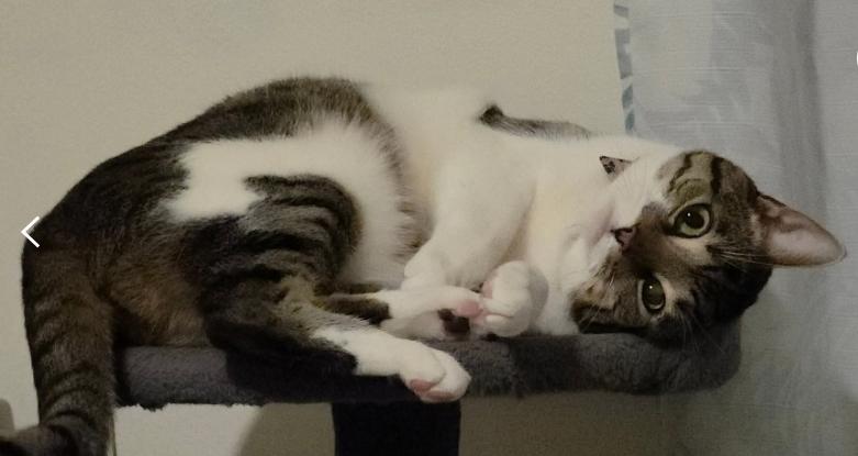 Enlarge Bella Green, a ADOPTABLE mixed breed in Escondido, CA image 4/4