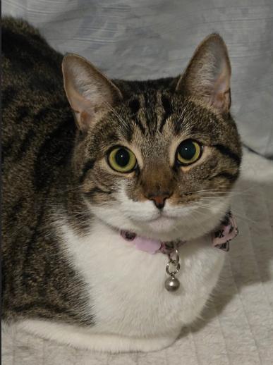 Enlarge Bella Green, a ADOPTABLE mixed breed in Escondido, CA image 2/4