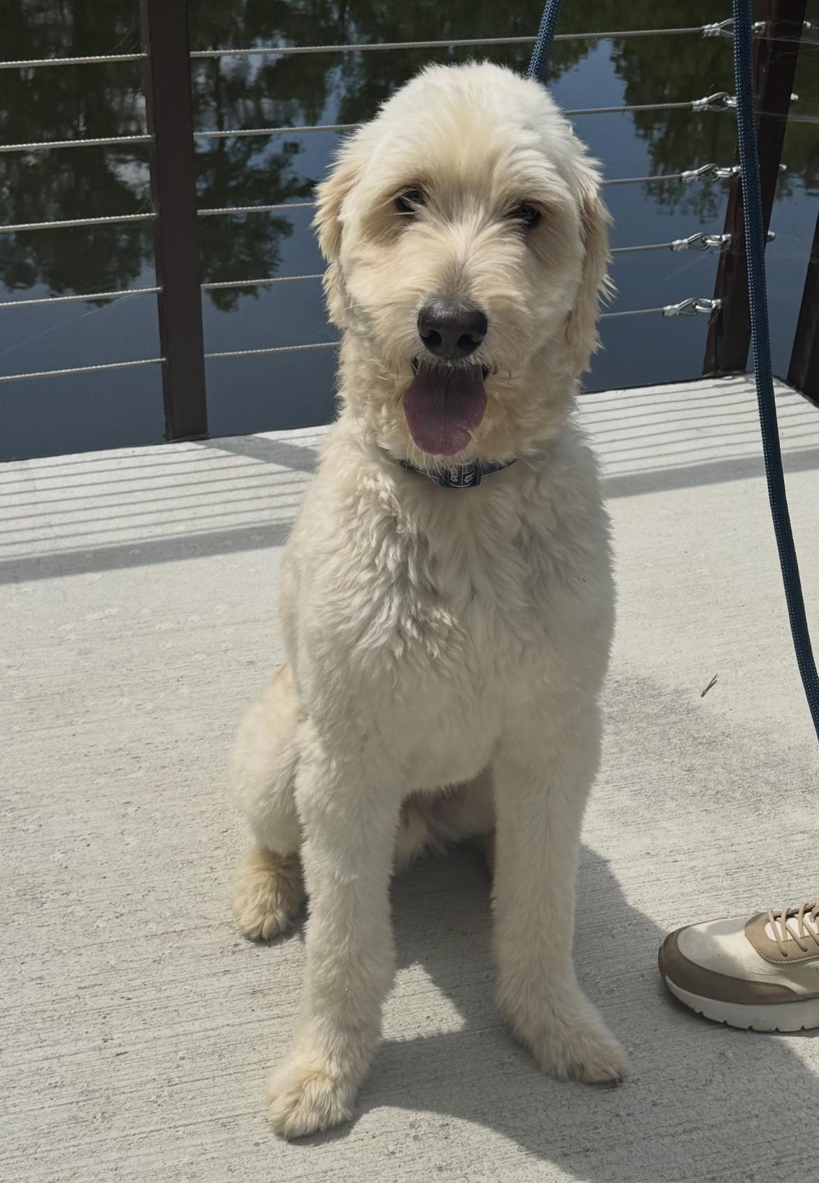 Oz, an adopted mixed breed in Cumming, GA image 3/4