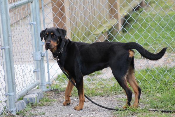 Enlarge Twiggy, a Adoptable mixed breed in Melbourne, FL image 1/1