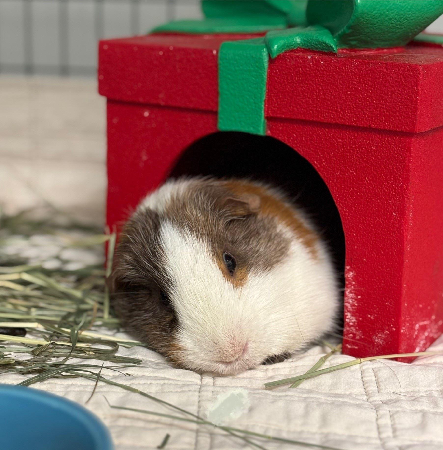 Tanjiro & Snoop Dogg