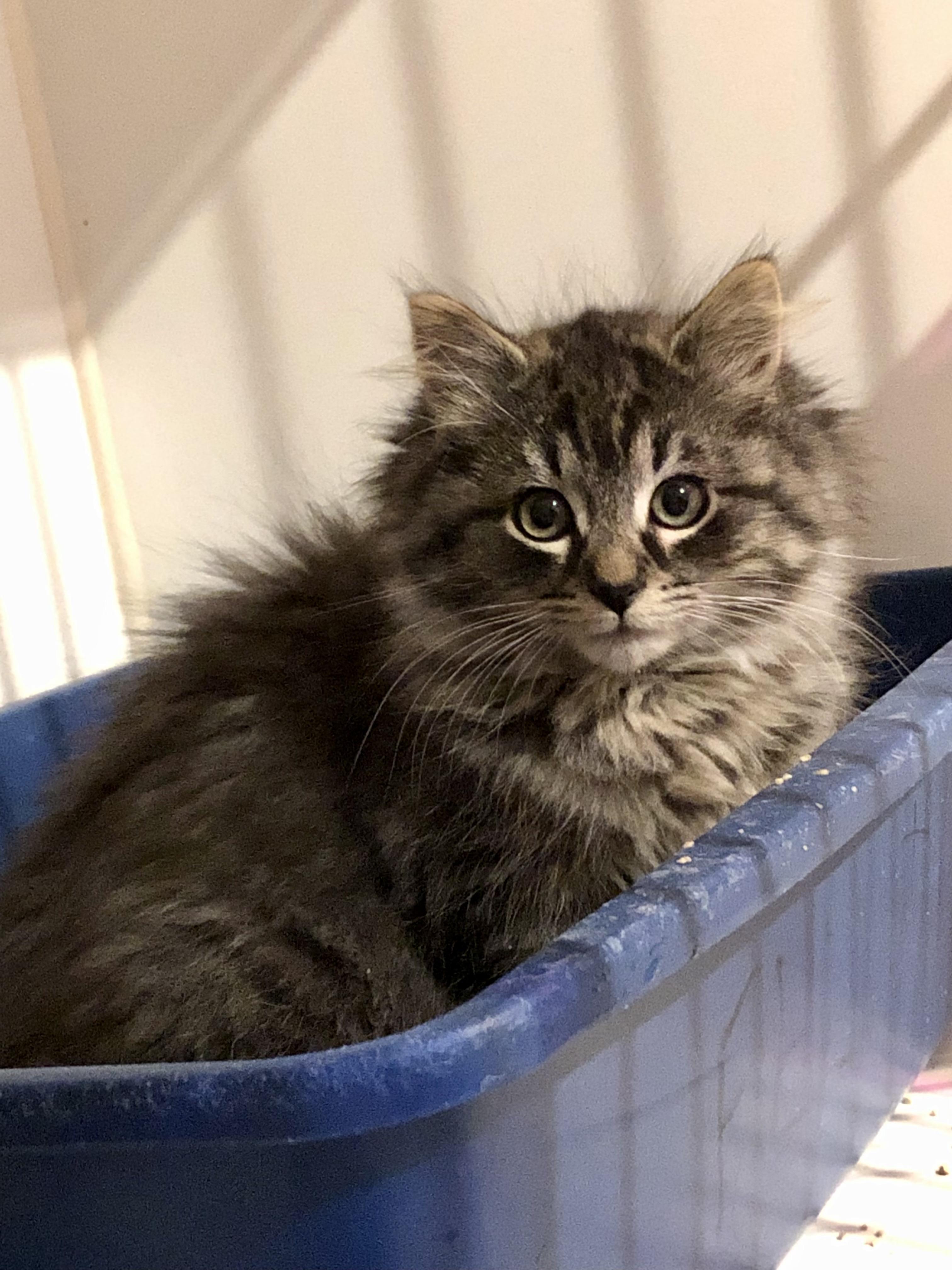 Enlarge Enigma , a ADOPTABLE Domestic Medium Hair in Salisbury, MA image 1/1