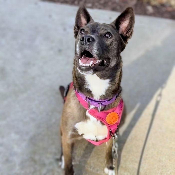 Yogurt, a Adoptable mixed breed in Oakland, CA image 1/3