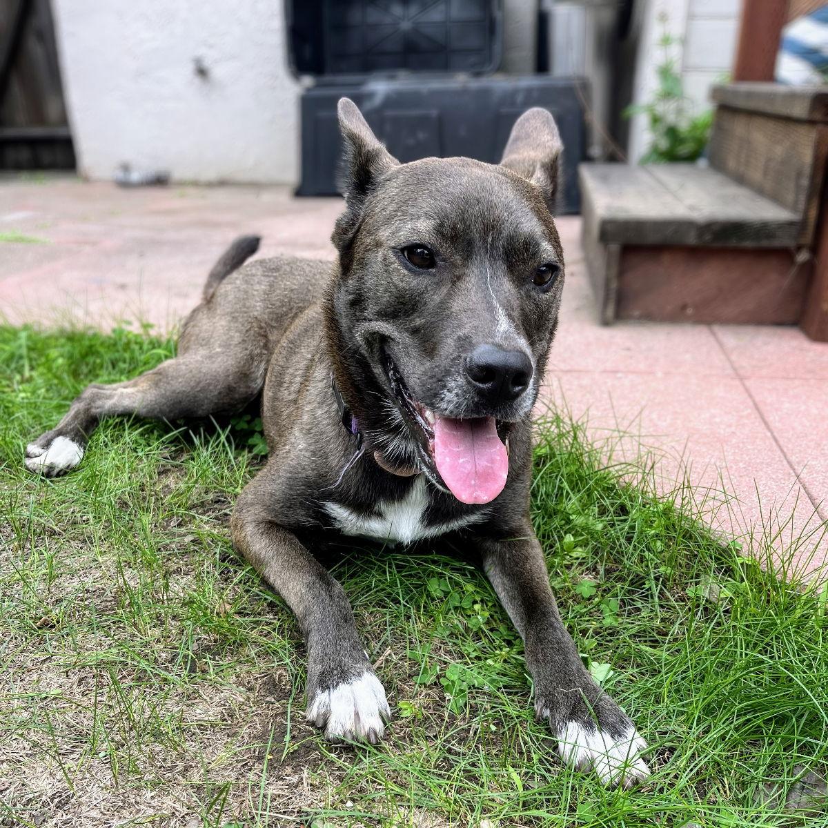 Yogurt, Adoptable, Young Female Shepherd & Pit Bull Terrier.