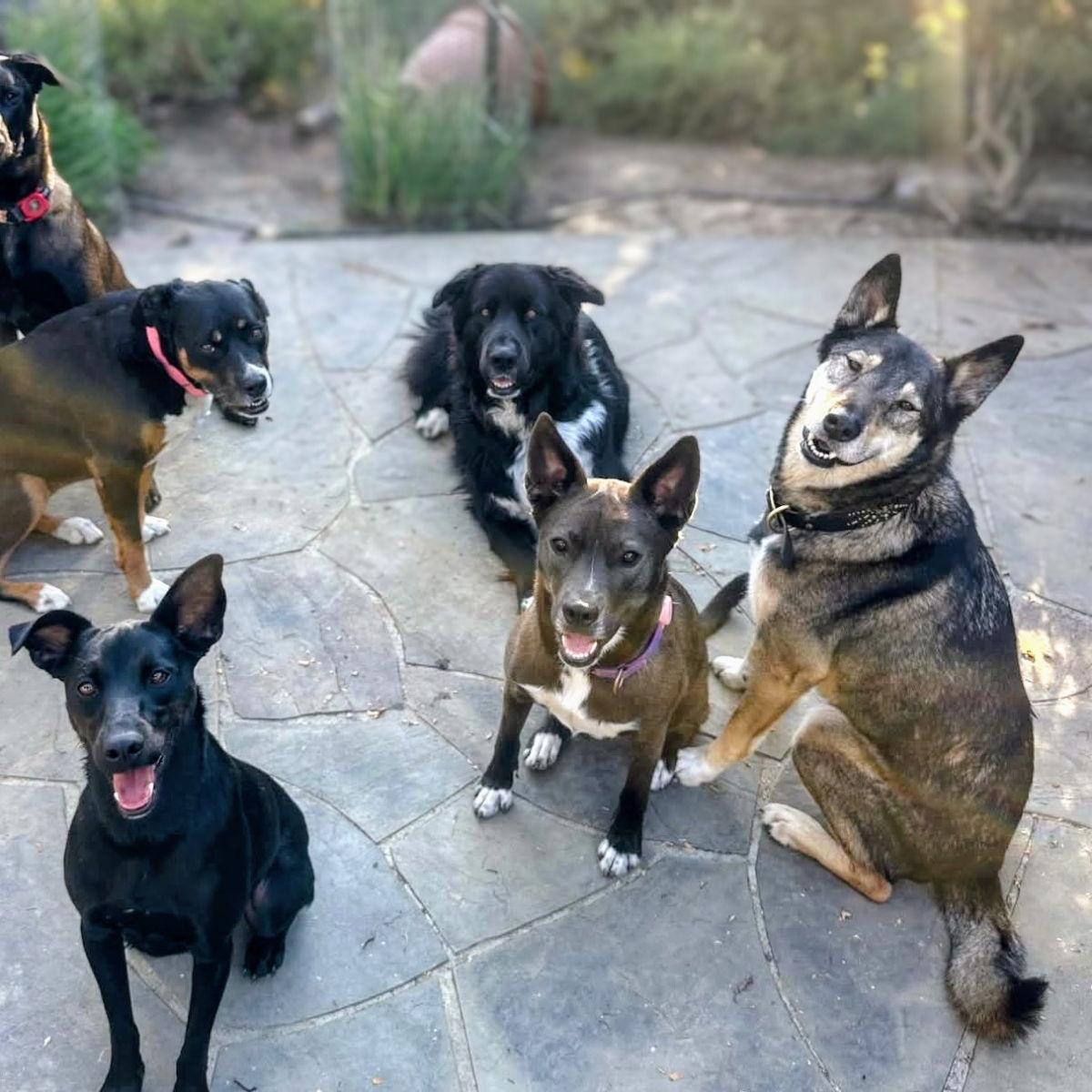 Yogurt, a Adoptable mixed breed in Oakland, CA image 2/3