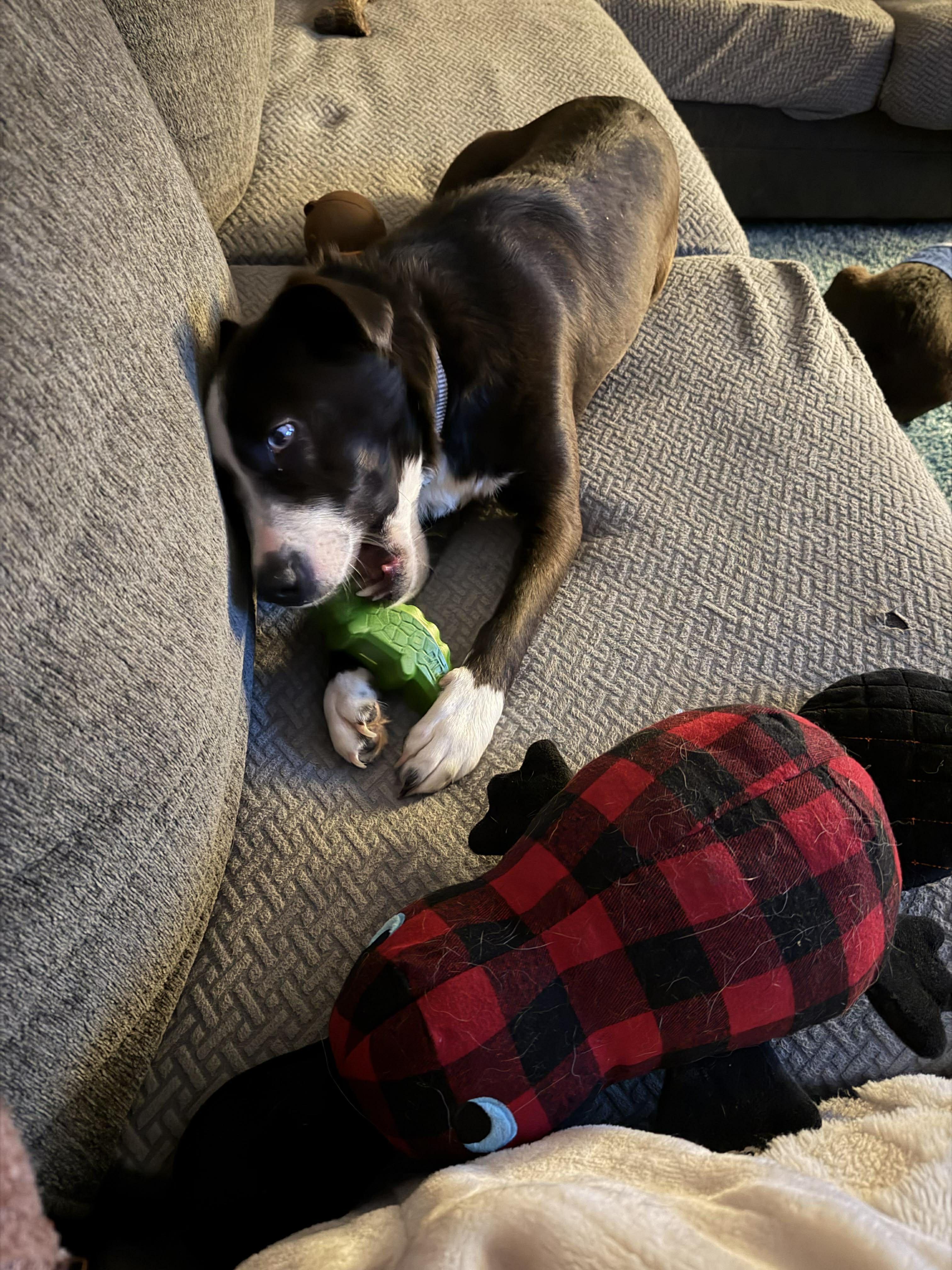 Sarah, a ADOPTABLE mixed breed in Sparta, NJ image 6/6