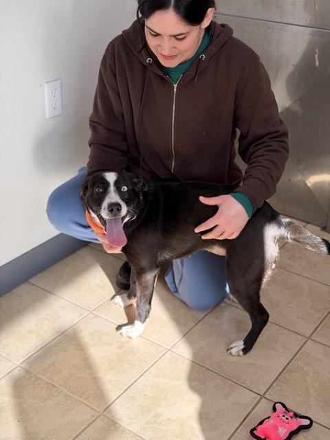 Sarah, a ADOPTABLE mixed breed in Sparta, NJ image 4/6