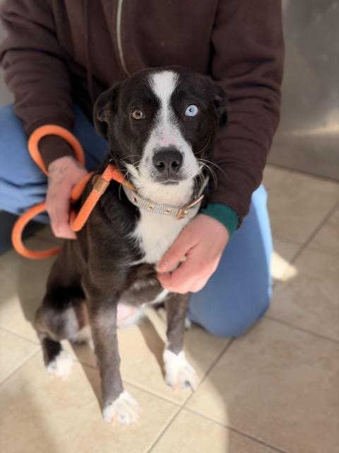 Sarah, a ADOPTABLE mixed breed in Sparta, NJ image 3/6