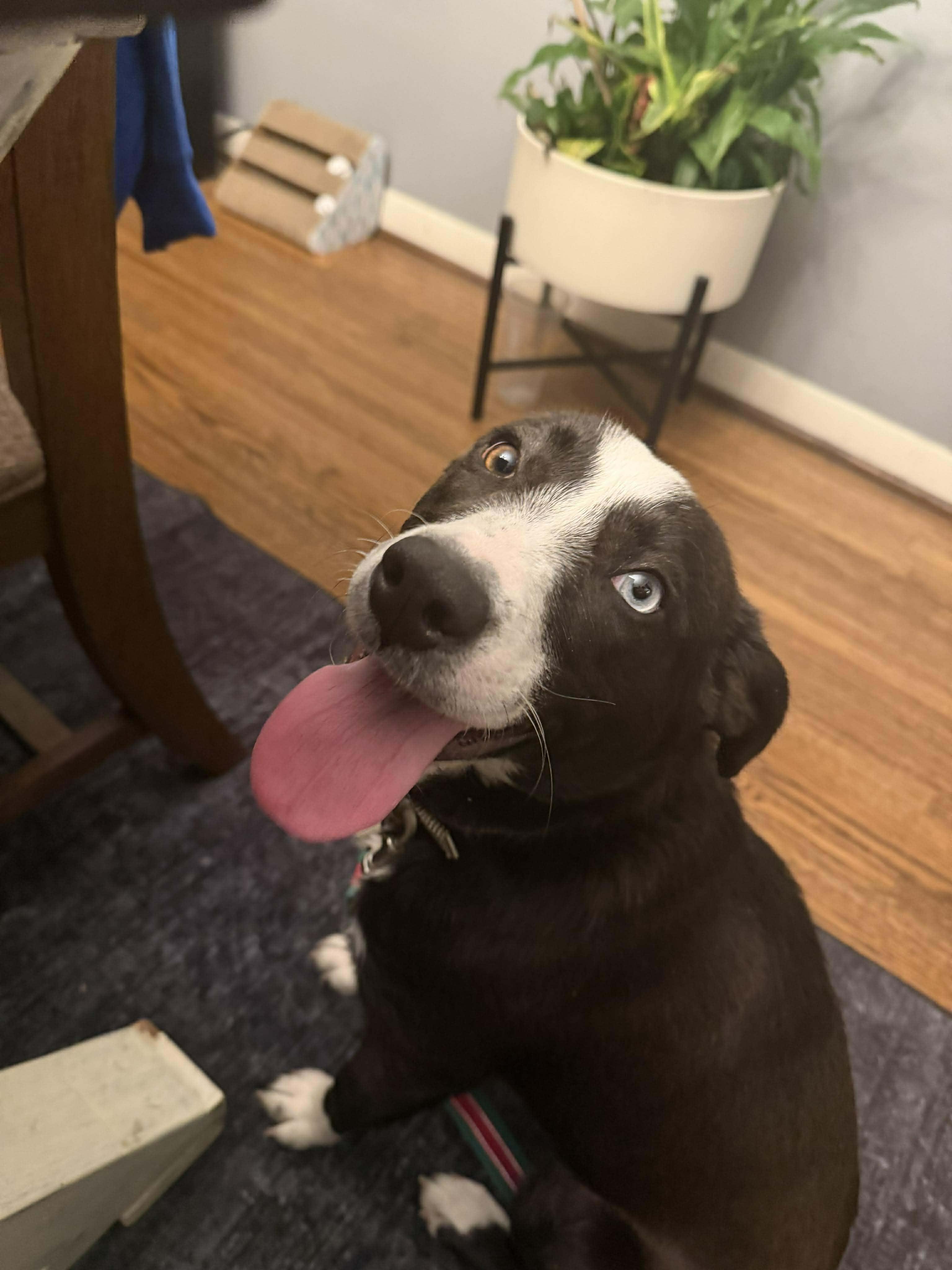 Sarah, a ADOPTABLE mixed breed in Sparta, NJ image 5/6