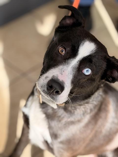 Sarah, a ADOPTABLE mixed breed in Sparta, NJ image 2/6