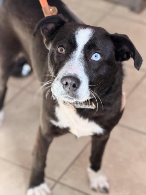 Sarah, a ADOPTABLE mixed breed in Sparta, NJ image 1/6