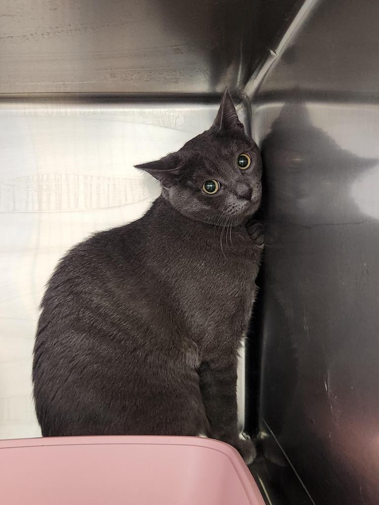 Gary, Adoptable, Young Male Domestic Short Hair.