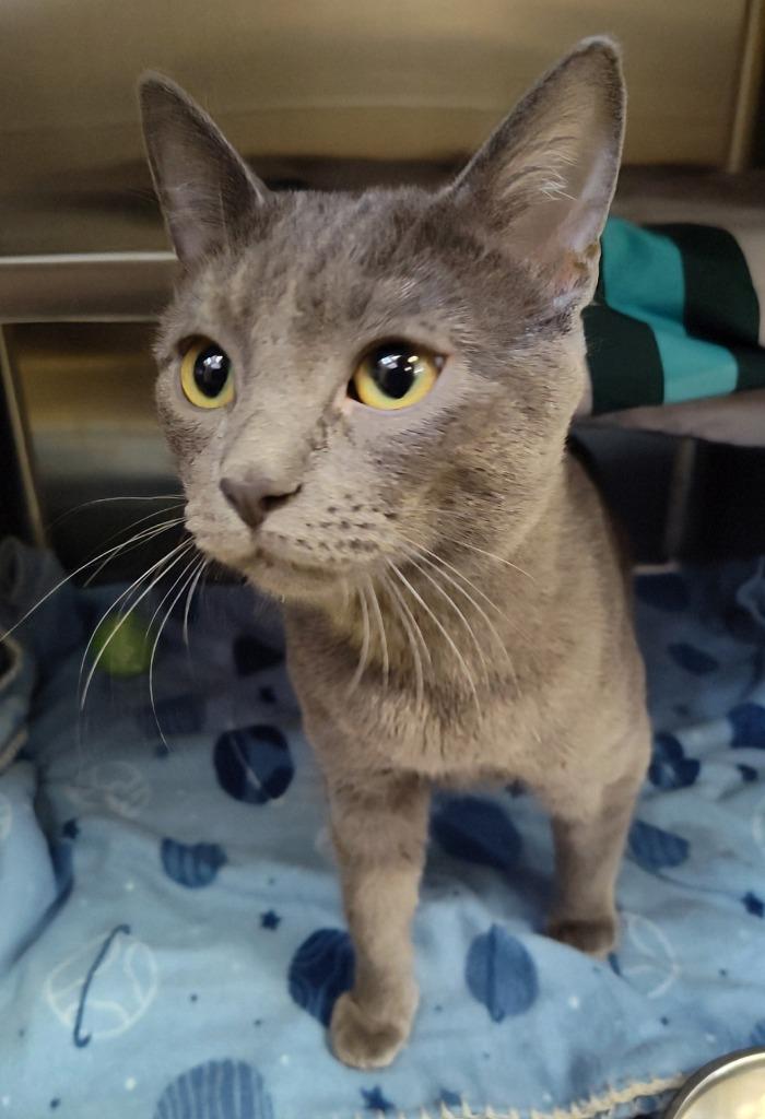 Enlarge Gary, a Adoptable mixed breed in Grand Forks, ND image 1/1