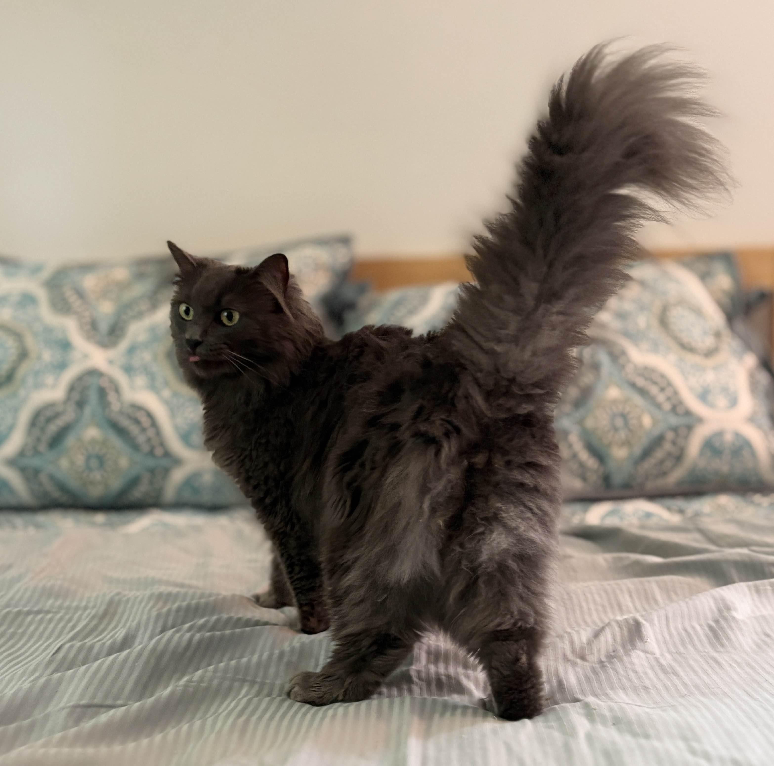Enlarge Shaggy Maggy, an adopted Nebelung in Monroe Township, NJ image 2/5