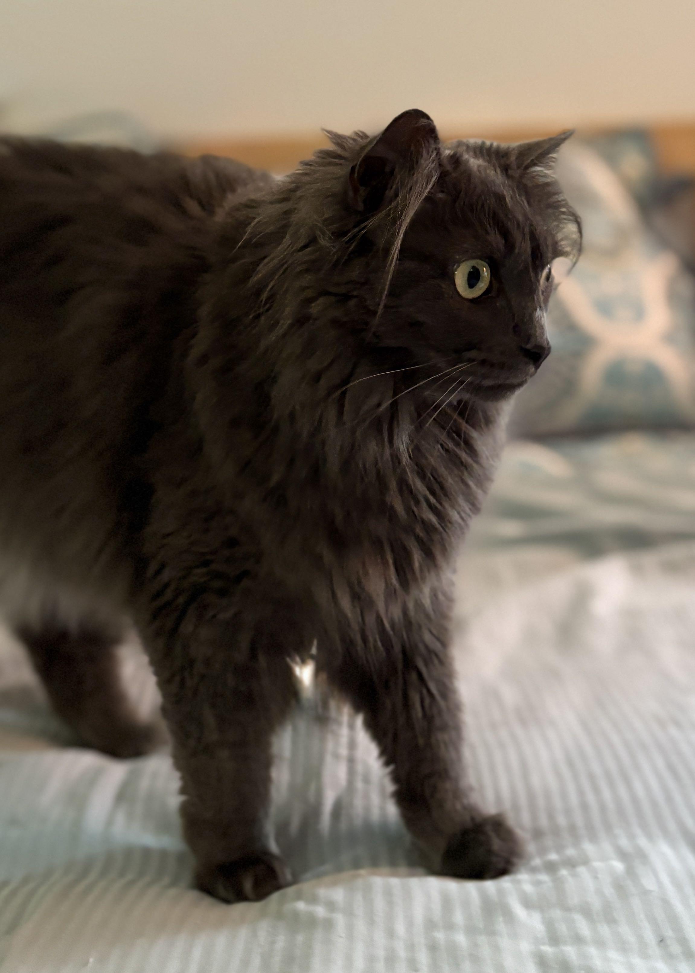 Enlarge Shaggy Maggy, an adopted Nebelung in Monroe Township, NJ image 5/5