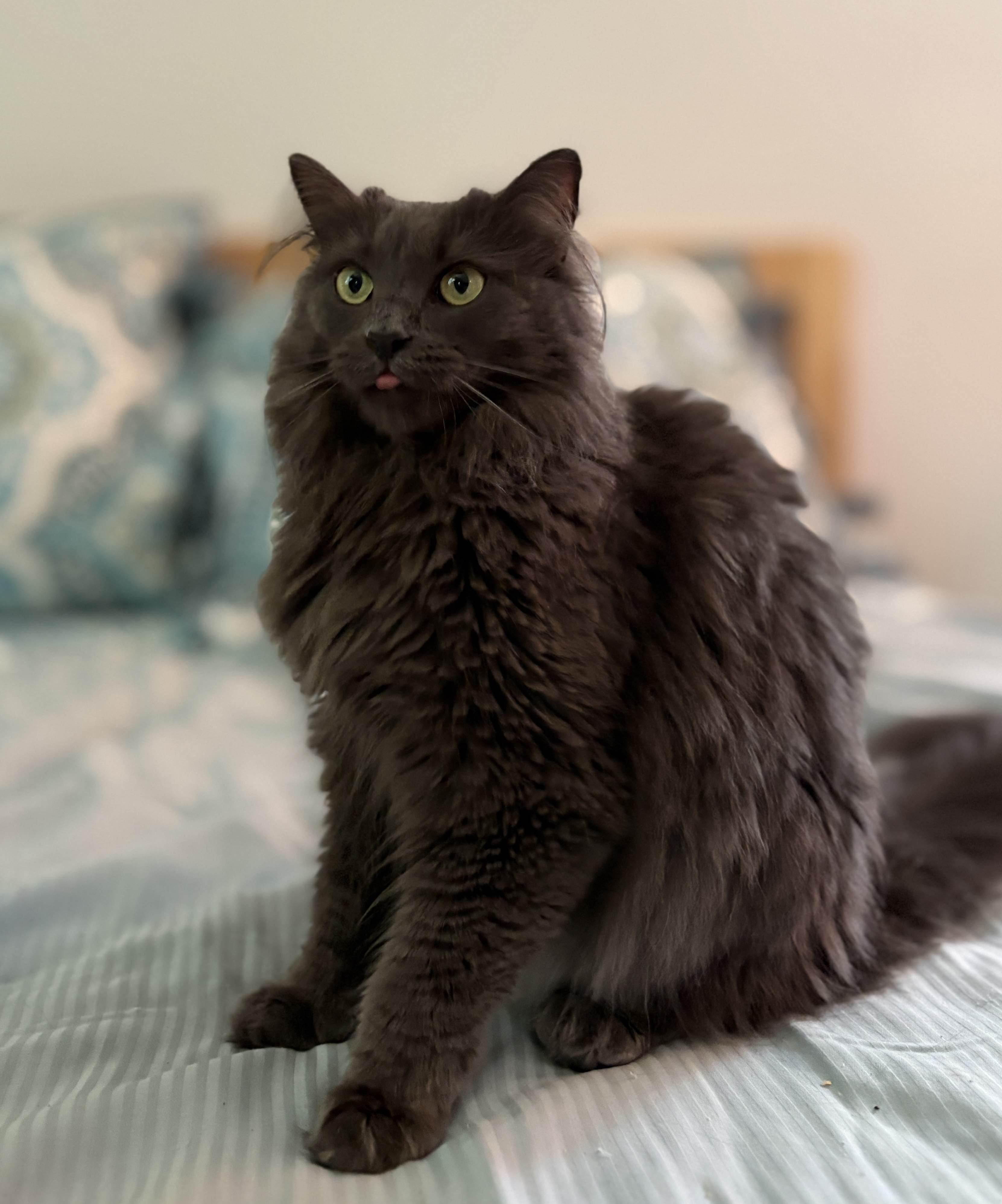 Enlarge Shaggy Maggy, an adopted Nebelung in Monroe Township, NJ image 4/5