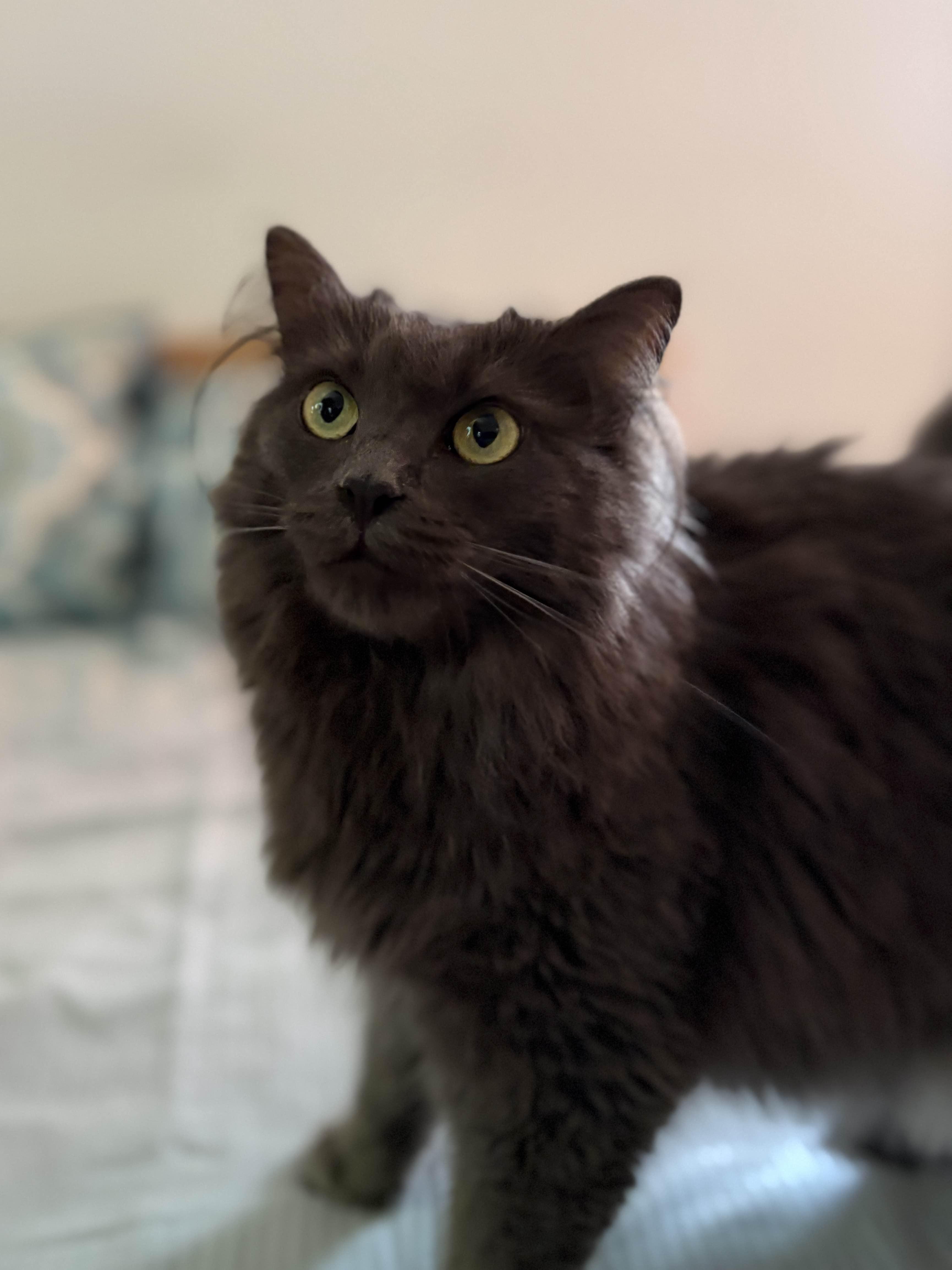 Enlarge Shaggy Maggy, an adopted Nebelung in Monroe Township, NJ image 1/5