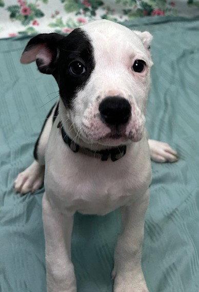 Enlarge 261317  Gratuity Tucci, a Adopted American Bulldog in Wetumpka, AL image 1/2