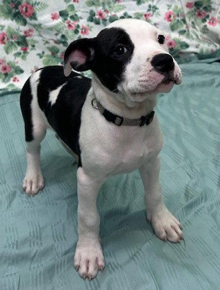 Enlarge 261317  Gratuity Tucci, a Adopted American Bulldog in Wetumpka, AL image 2/2