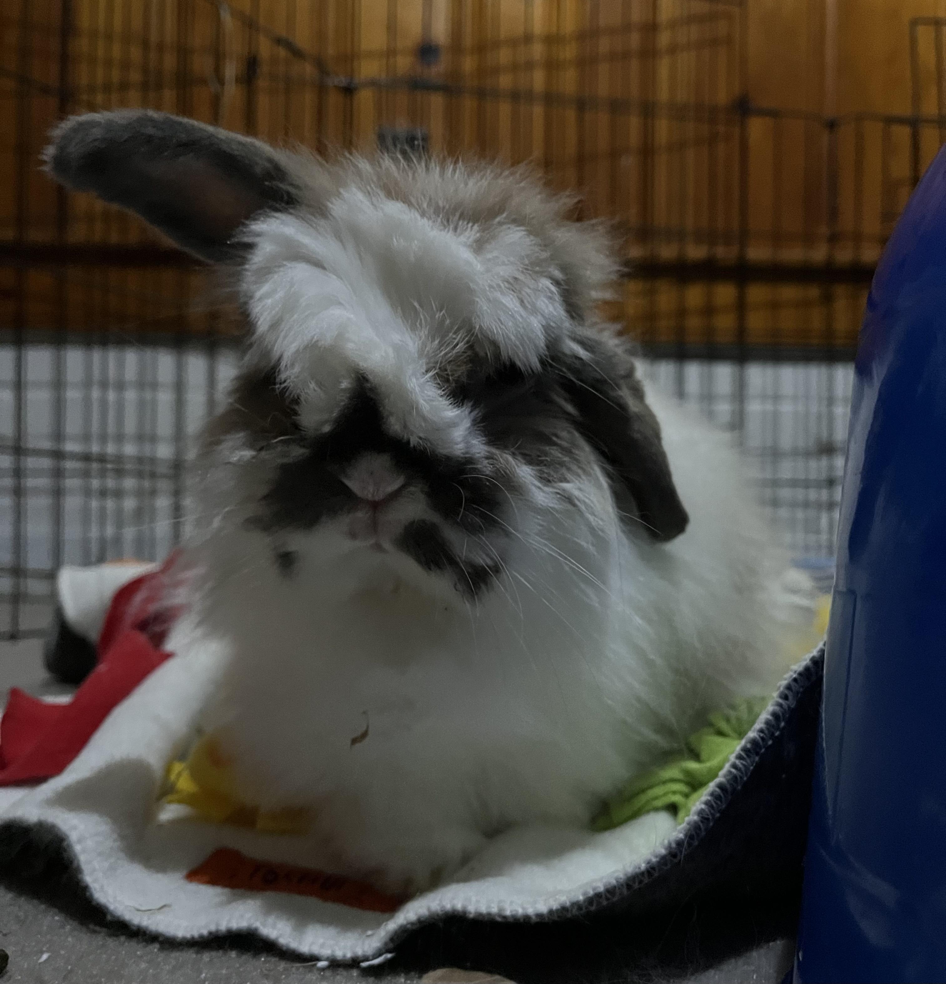 *Madea, Senior Female American Fuzzy Lop