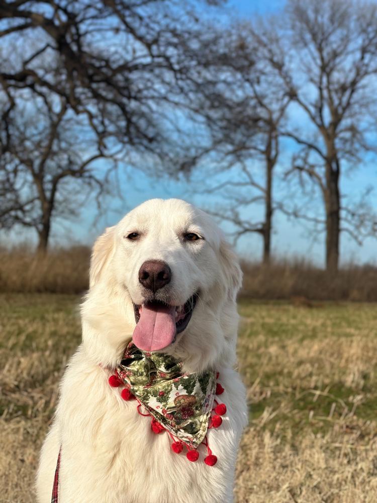 Horizon, Adoptable, Young Female Great Pyrenees.