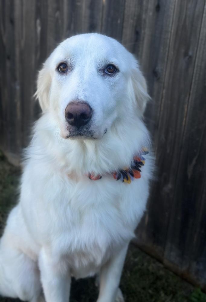 Enlarge Horizon, a Adoptable Great Pyrenees in TULSA, OK image 2/4