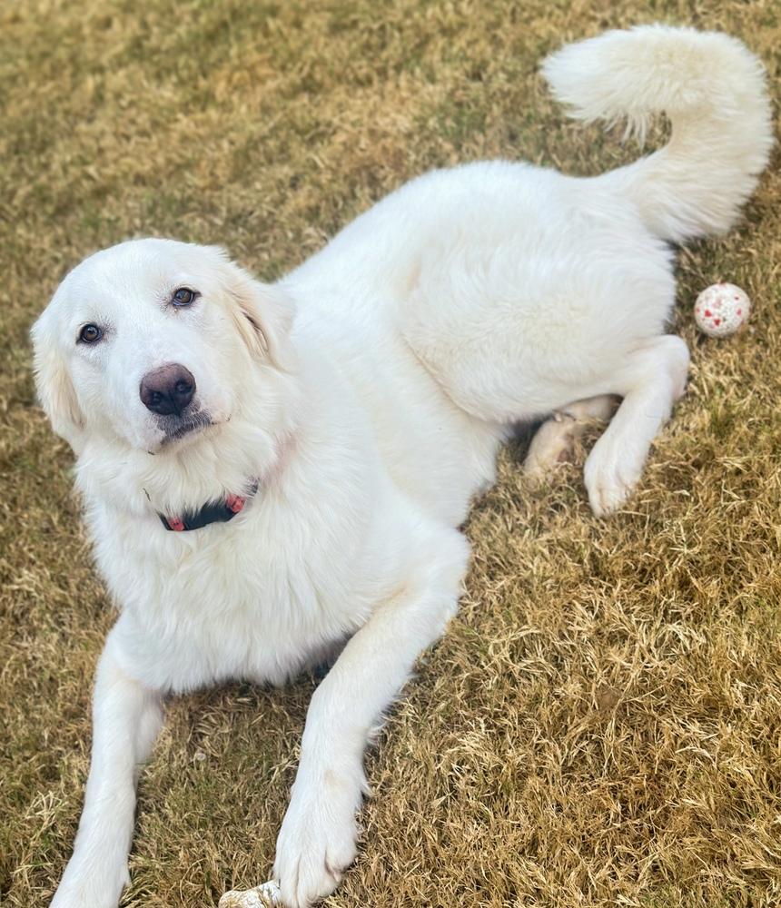Enlarge Horizon, a Adoptable Great Pyrenees in TULSA, OK image 3/4