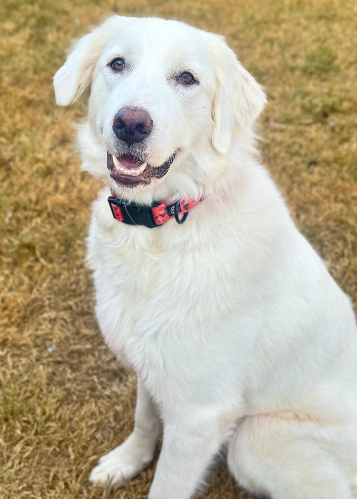 Enlarge Horizon, a Adoptable Great Pyrenees in TULSA, OK image 4/4