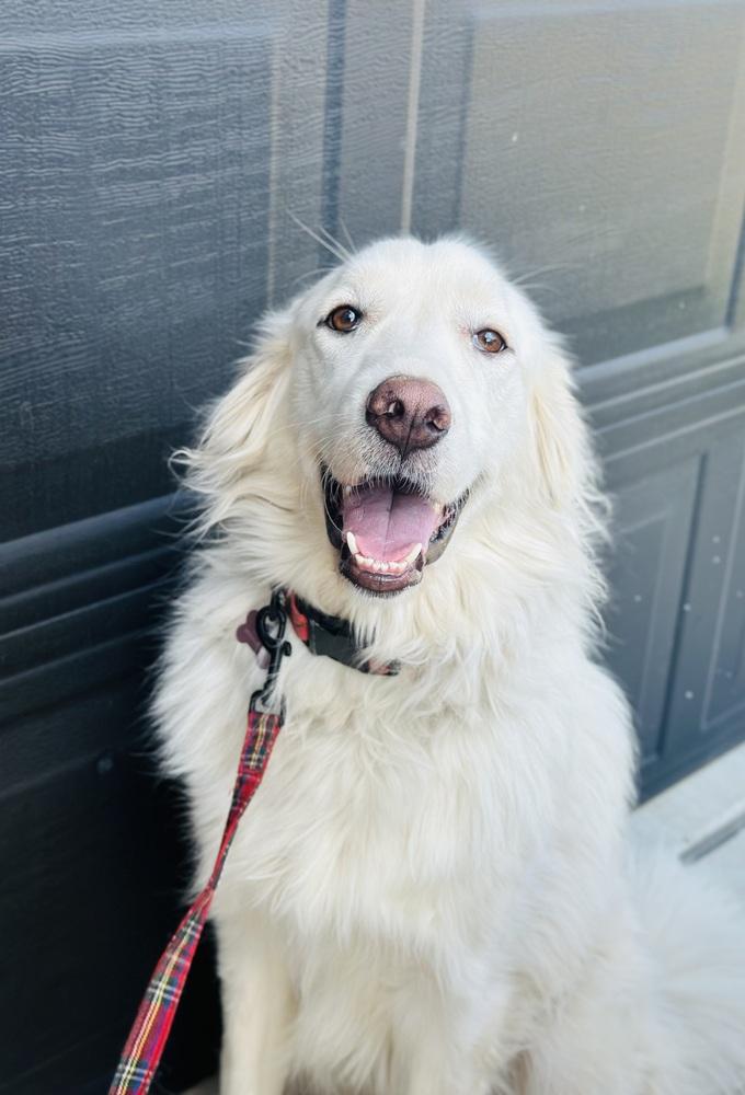 Enlarge Horizon, a Adoptable Great Pyrenees in TULSA, OK image 5/5