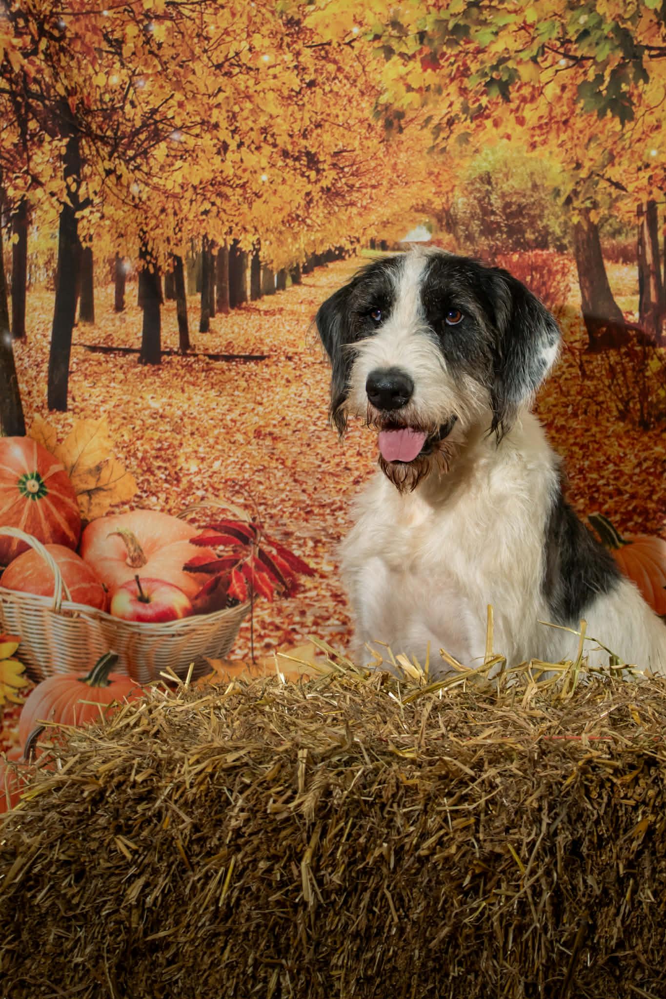 Enlarge Socket, a Adoptable mixed breed in Nashville, TN image 5/6