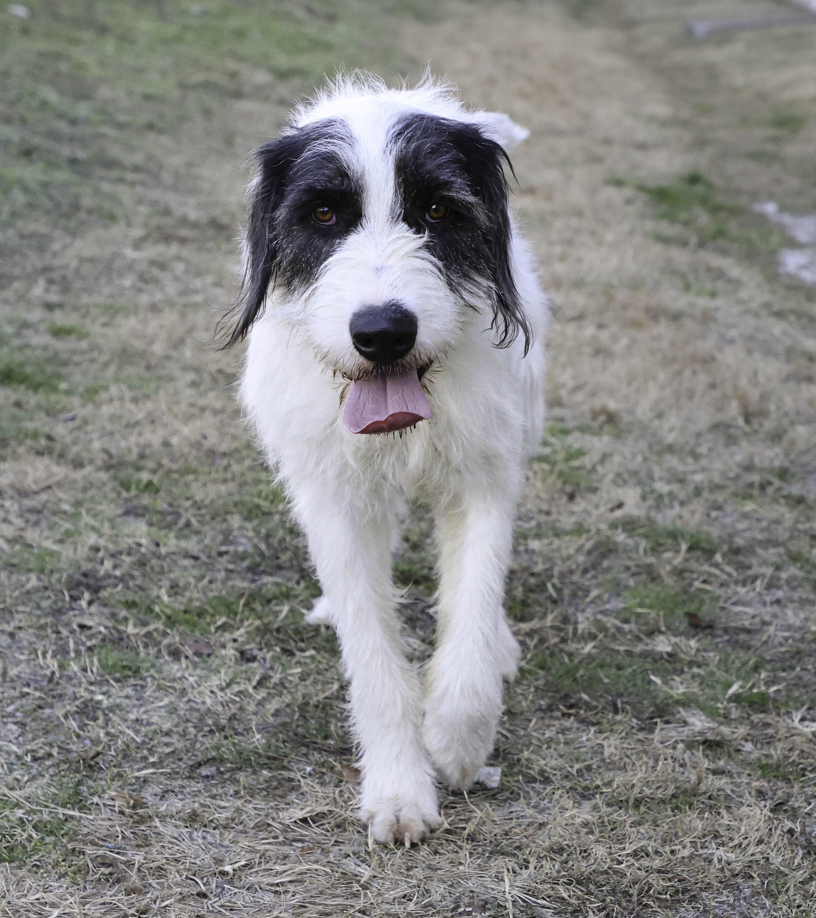 Enlarge Socket, a Adoptable mixed breed in Nashville, TN image 2/6