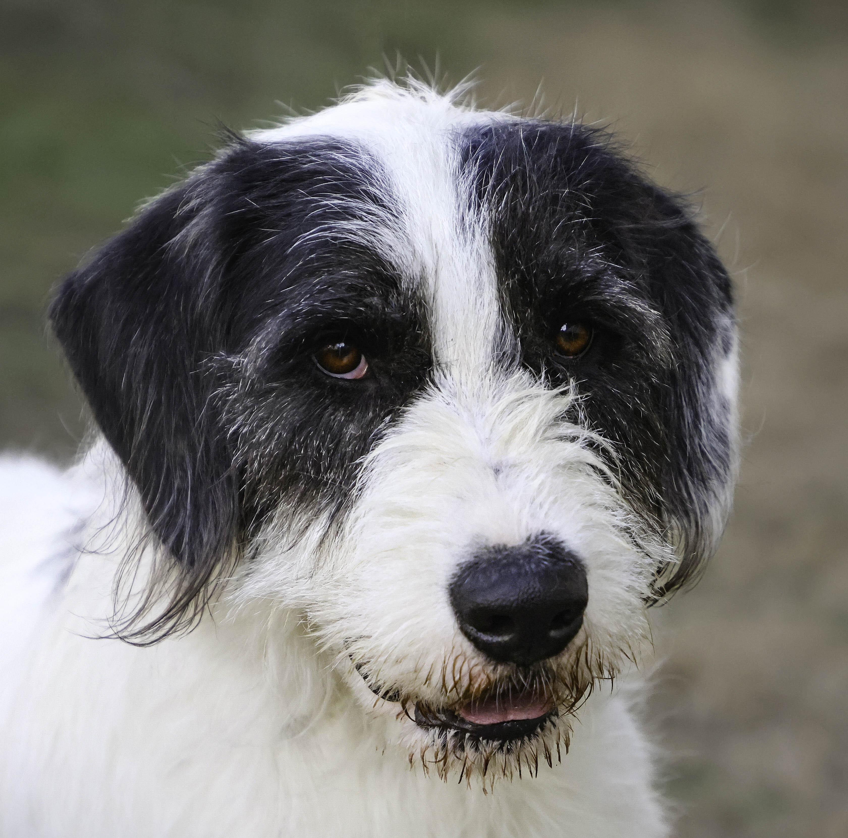 Enlarge Socket, a Adoptable mixed breed in Nashville, TN image 1/6