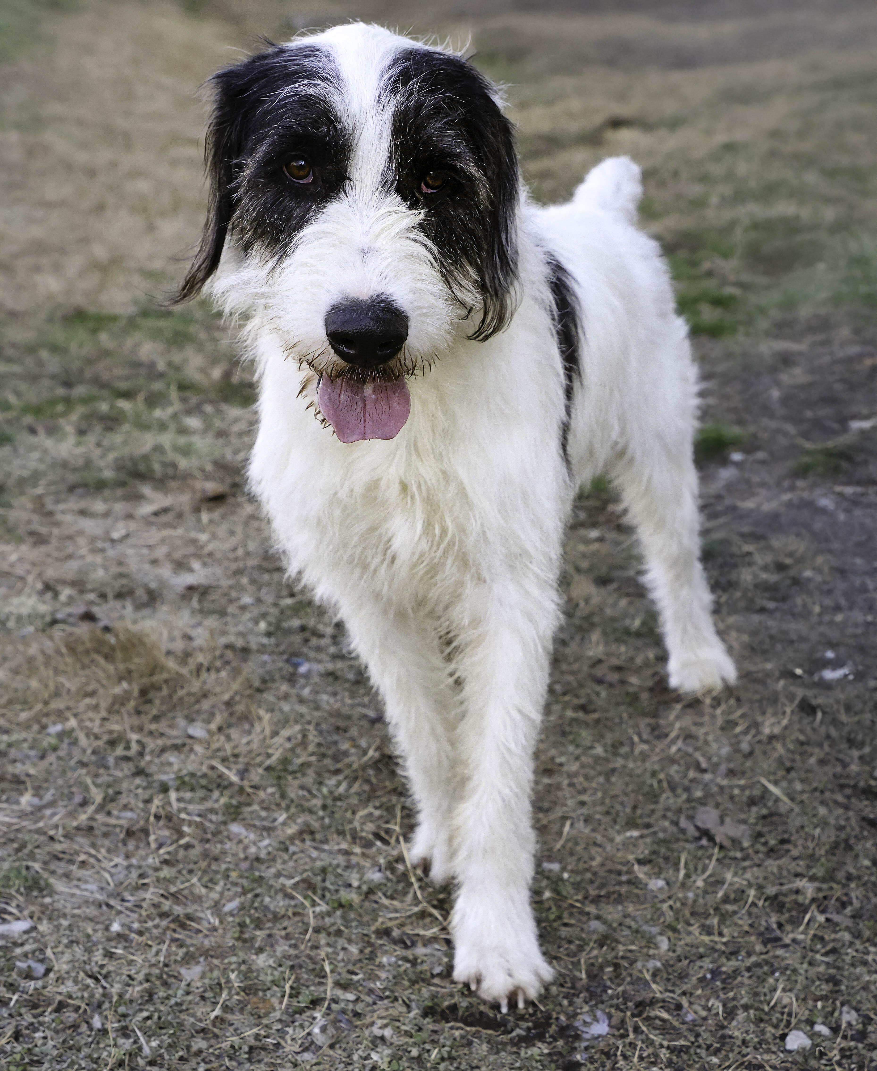 Enlarge Socket, a Adoptable mixed breed in Nashville, TN image 3/6
