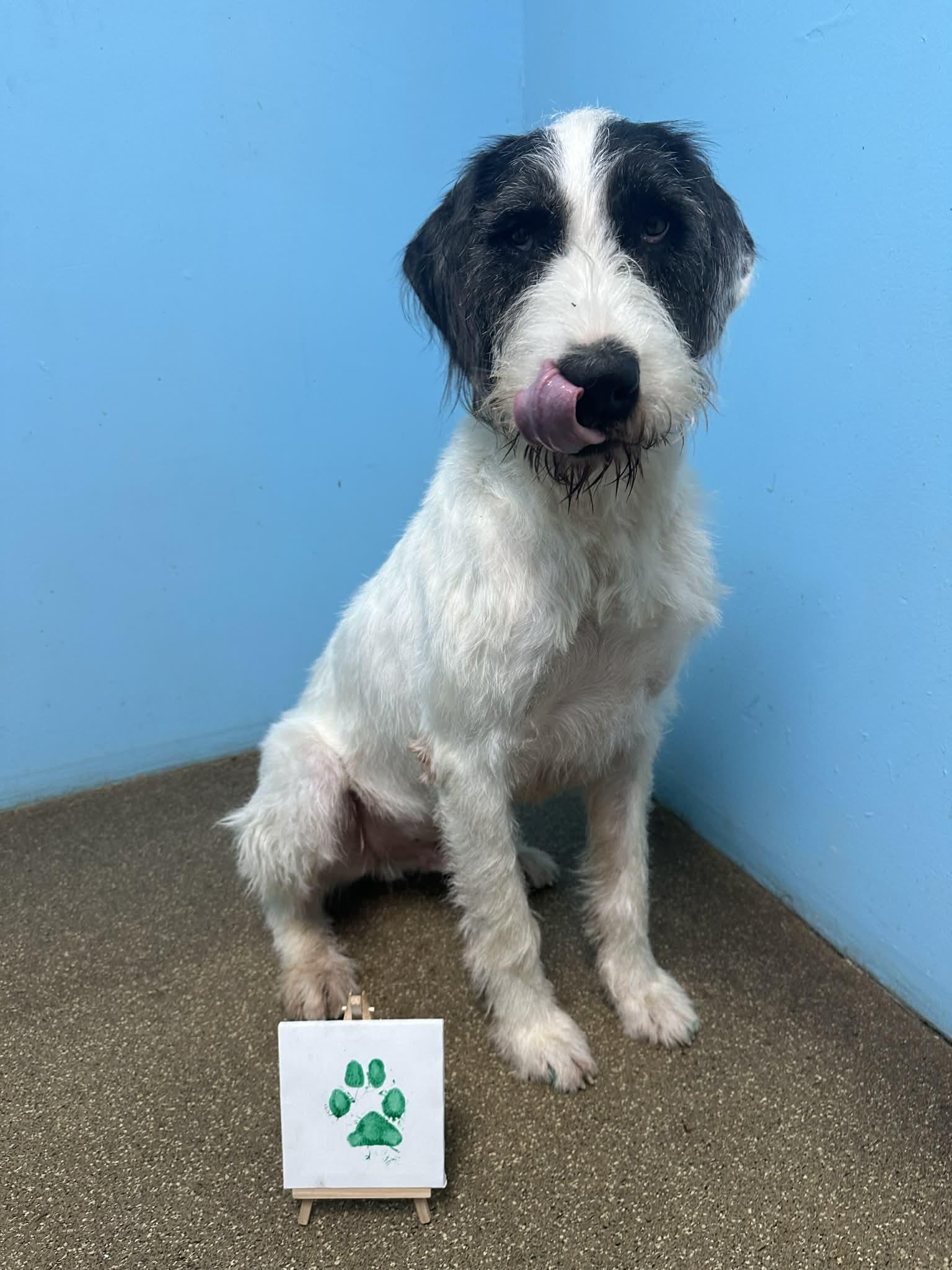 Enlarge Socket, a Adoptable mixed breed in Nashville, TN image 4/6