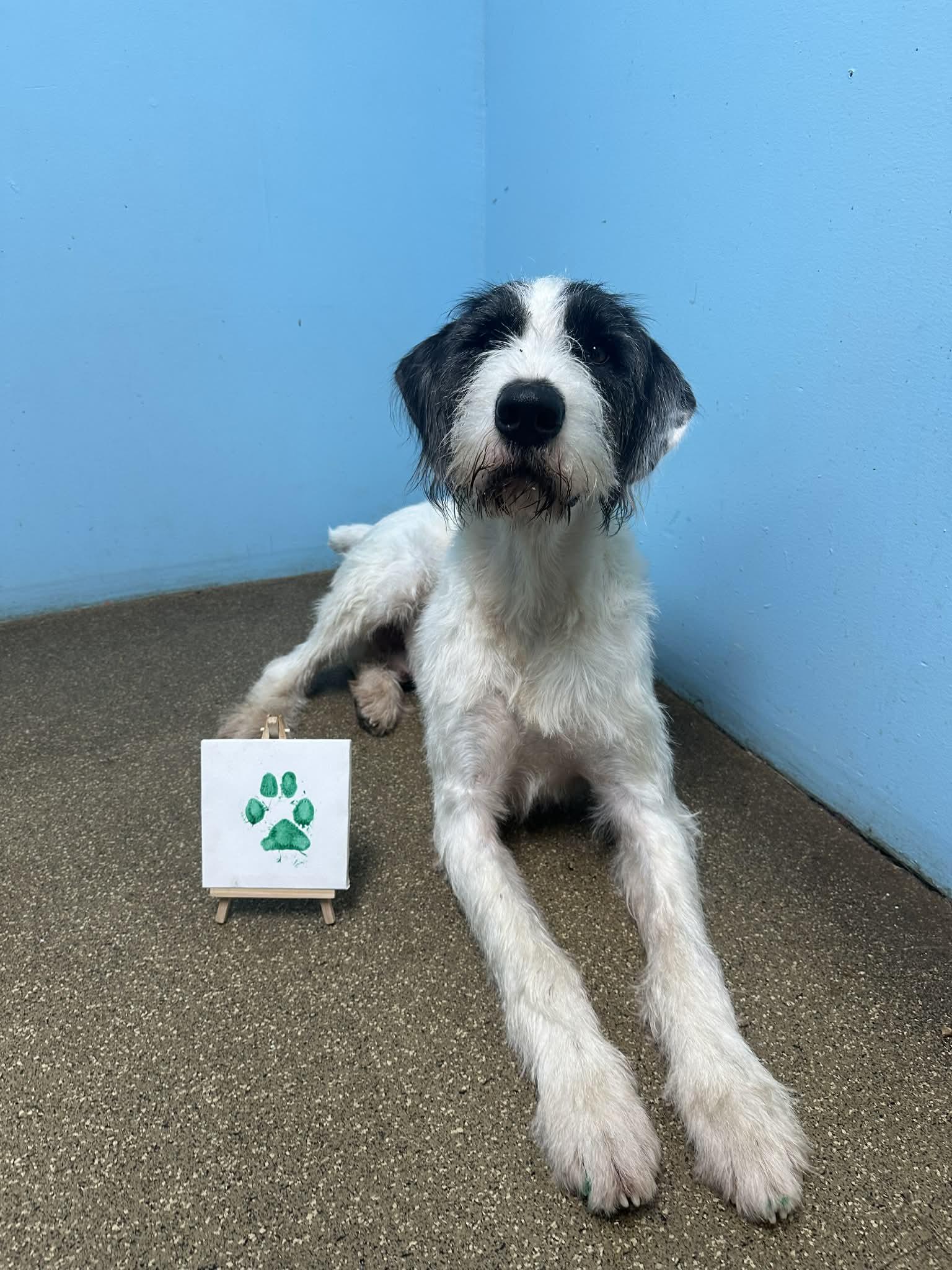 Enlarge Socket, a Adoptable mixed breed in Nashville, TN image 6/6