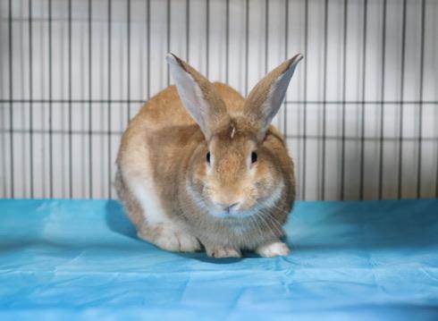 Enlarge Copper, a Adoptable Bunny Rabbit in Navarre, FL image 2/2