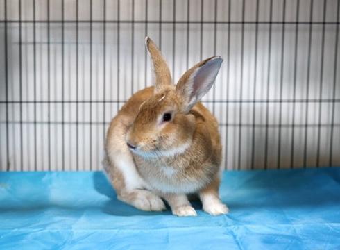 Copper, Adoptable, Young Male Bunny Rabbit.