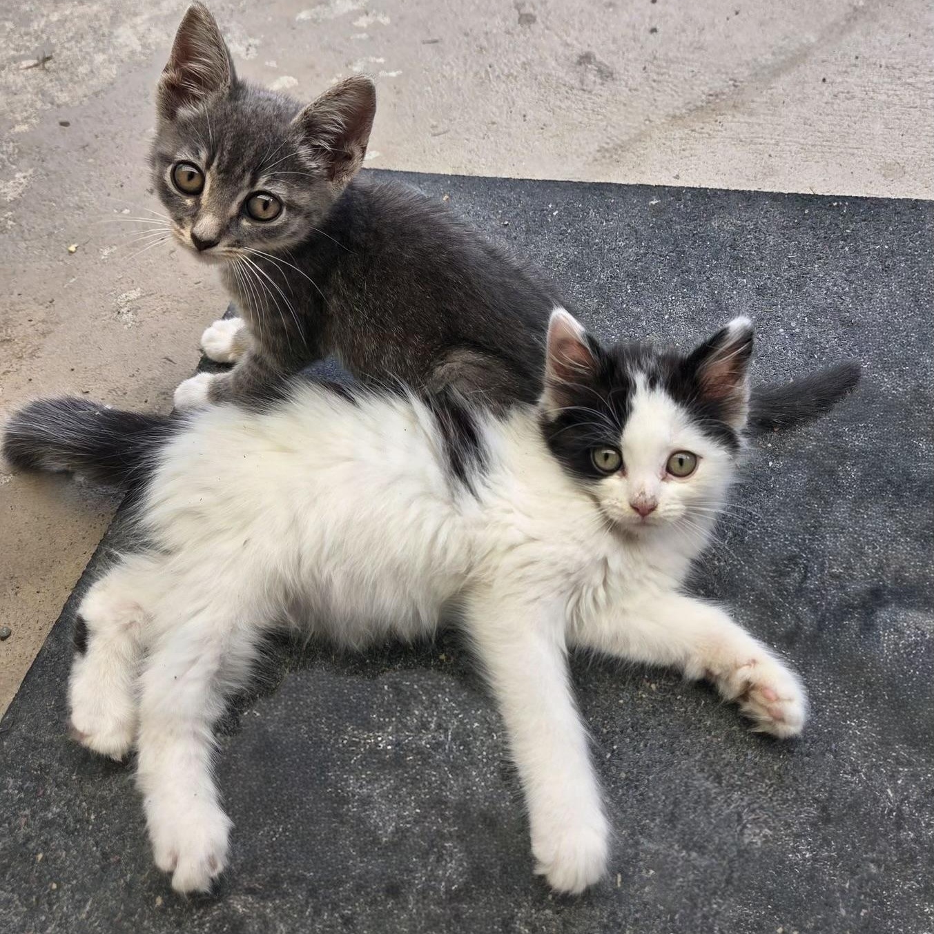 Enlarge Minerva and Pomfrey (bonded sisters), a Adoptable Domestic Long Hair in Cortland, NY image 1/3