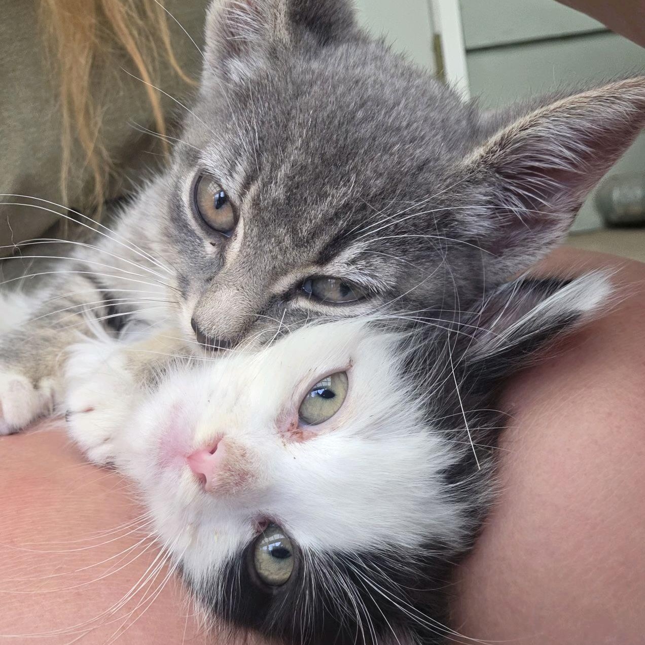 Enlarge Minerva and Pomfrey (bonded sisters), a Adoptable Domestic Long Hair in Cortland, NY image 3/3