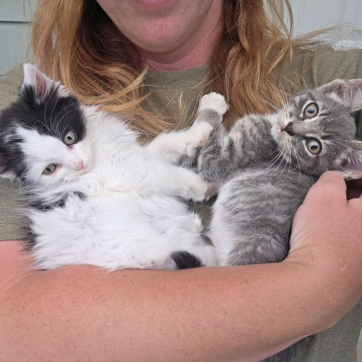 Enlarge Minerva and Pomfrey (bonded sisters), a Adoptable Domestic Long Hair in Cortland, NY image 2/3