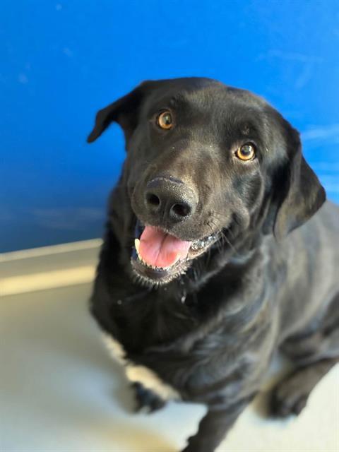 ZEUS, Adoptable, Adult Male Labrador Retriever & Mixed Breed.