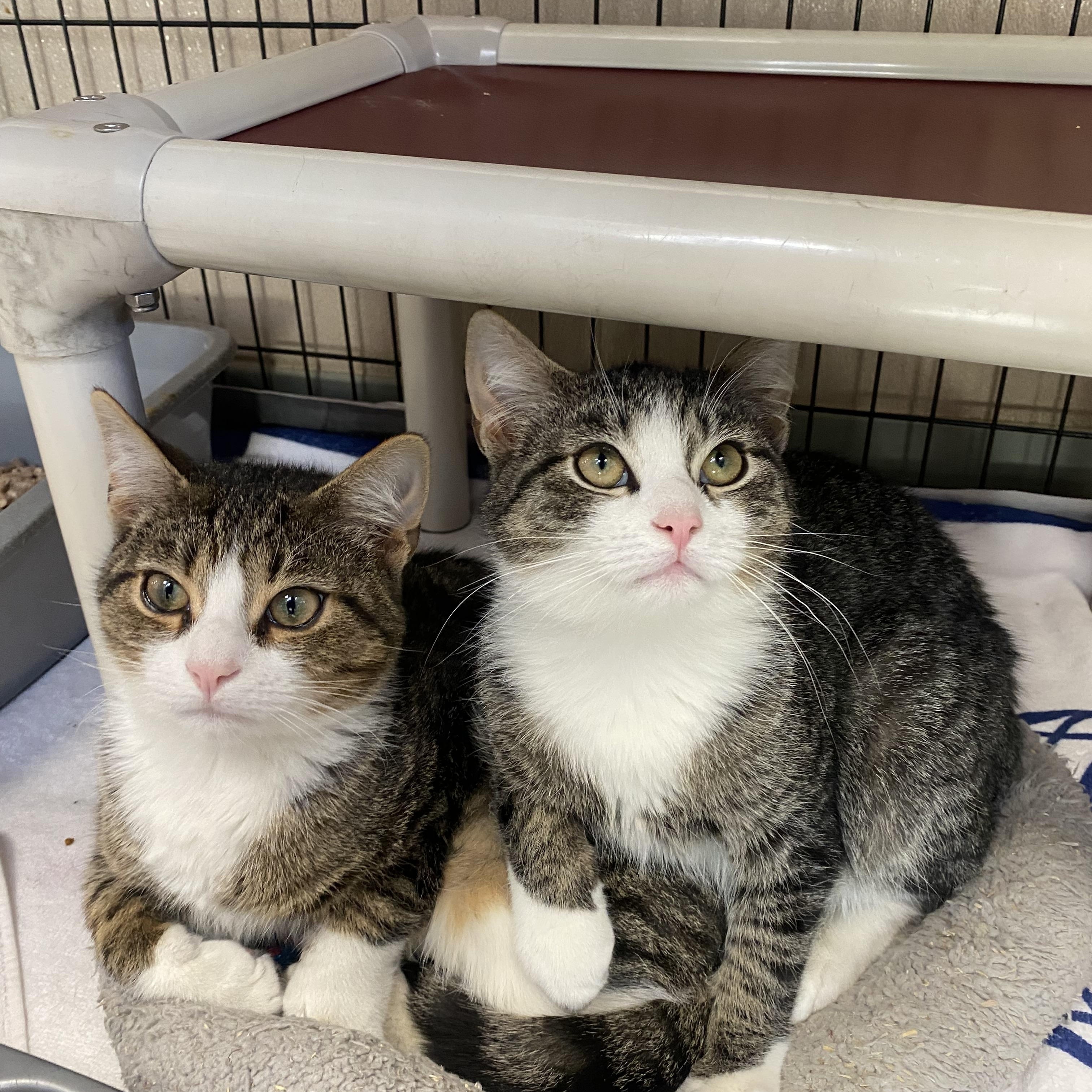 Moe and Curly, a ADOPTABLE Domestic Short Hair in Somerset, NJ image 3/3