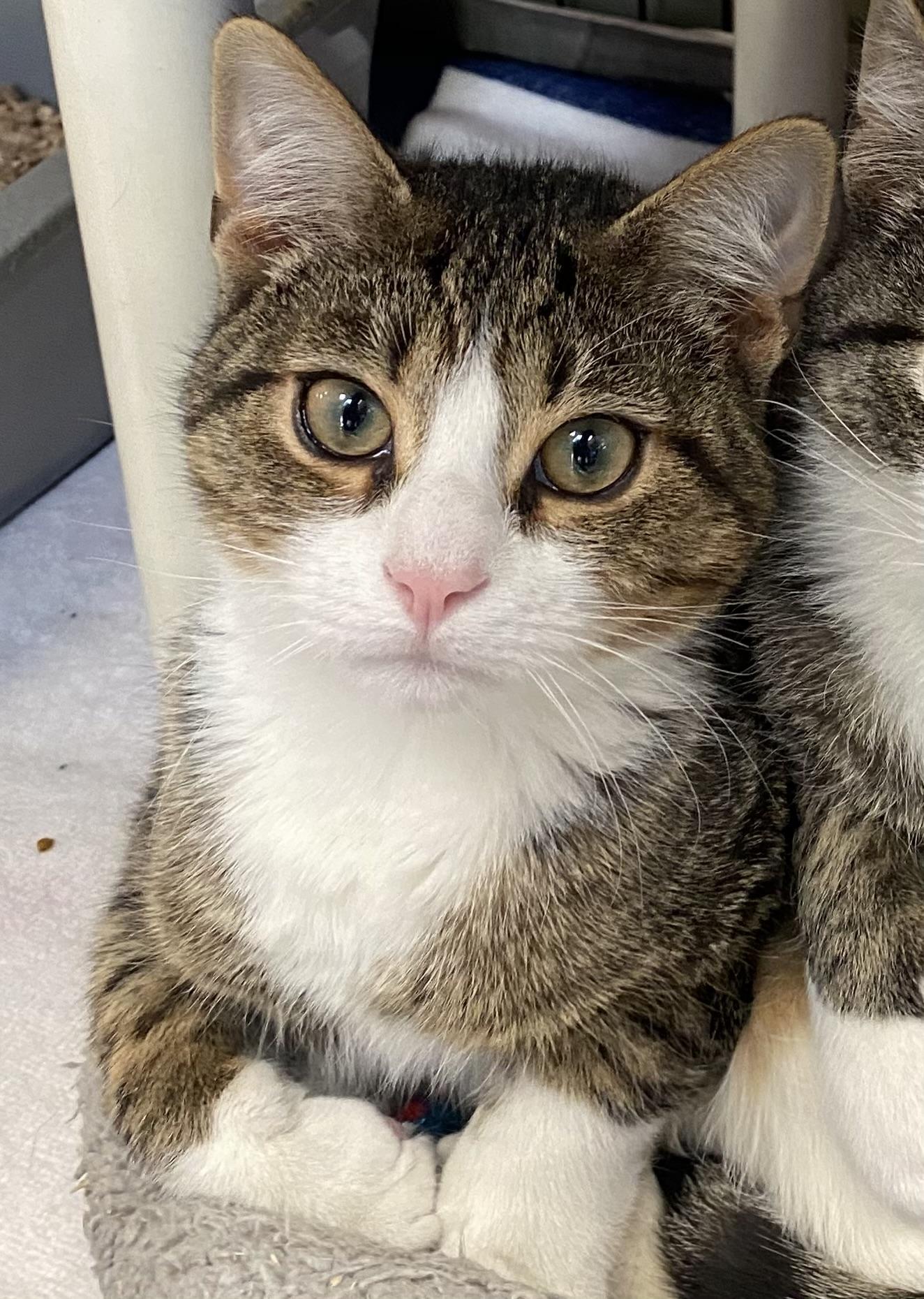 Enlarge Curly, an adoption pending Domestic Short Hair in Somerset, NJ image 1/2