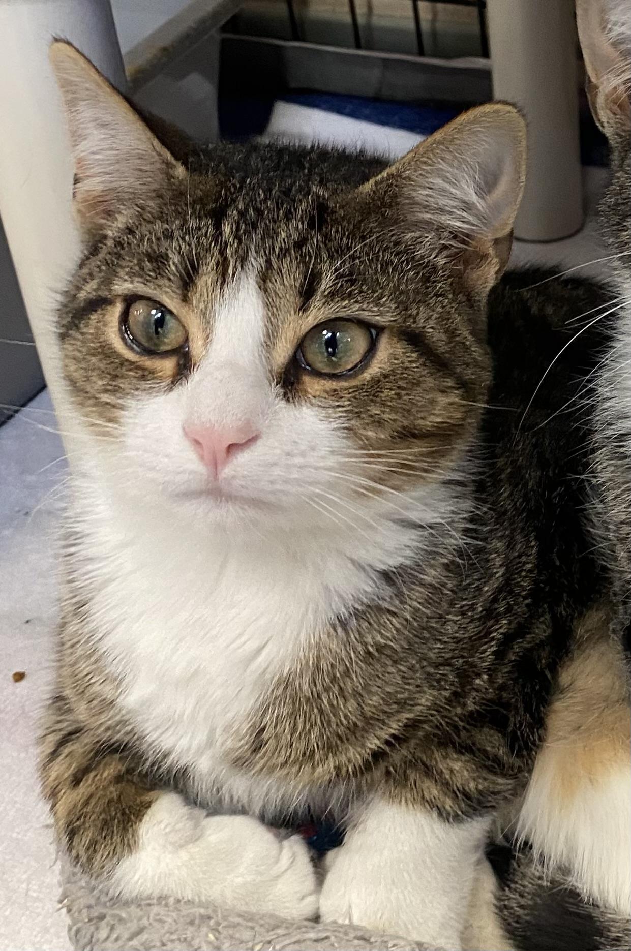 Enlarge Curly, an adoption pending Domestic Short Hair in Somerset, NJ image 2/2