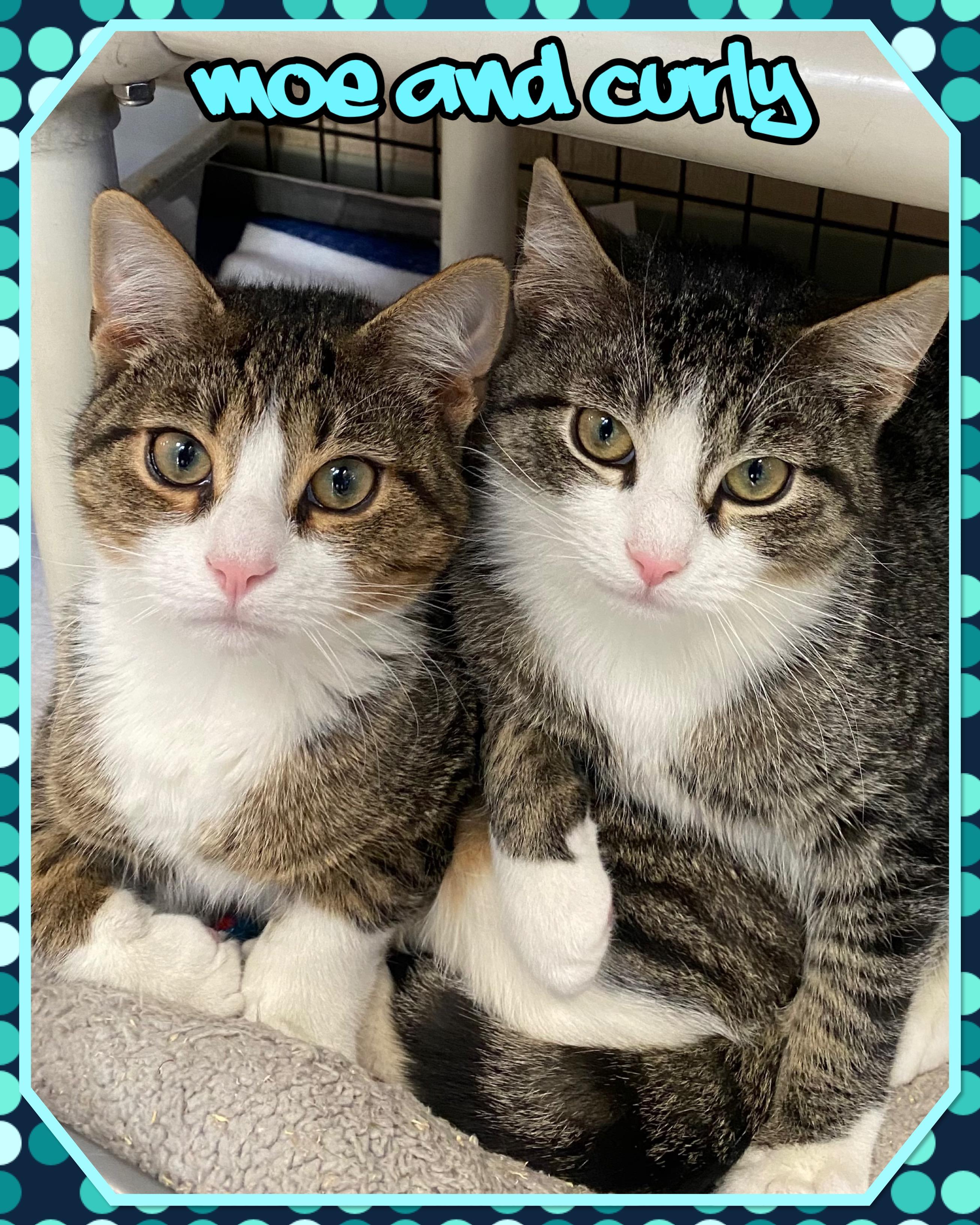 Moe and Curly, ADOPTABLE, Young Male Domestic Short Hair.