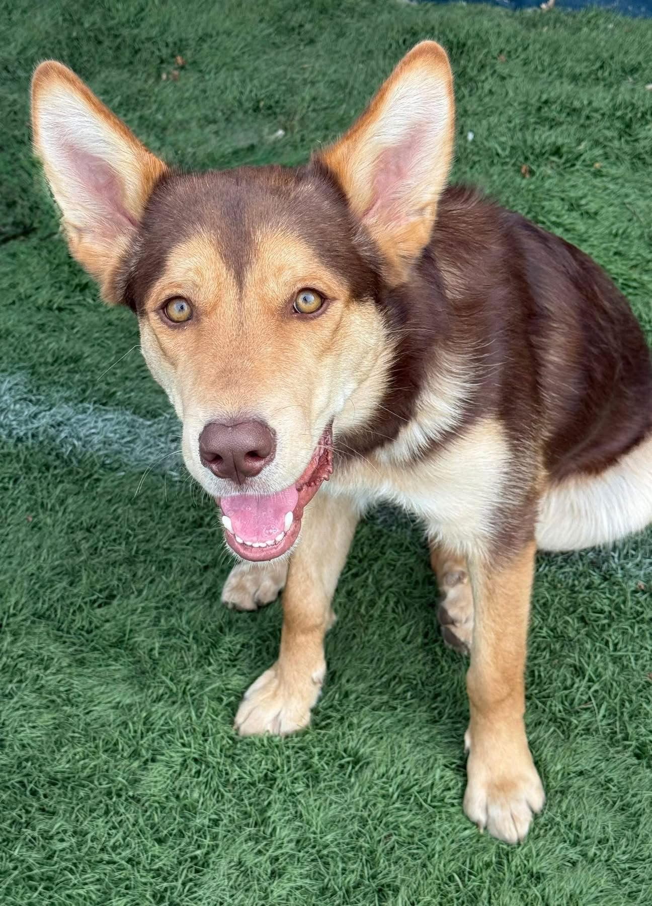 Bear, Adoptable, Young Male Shepherd.