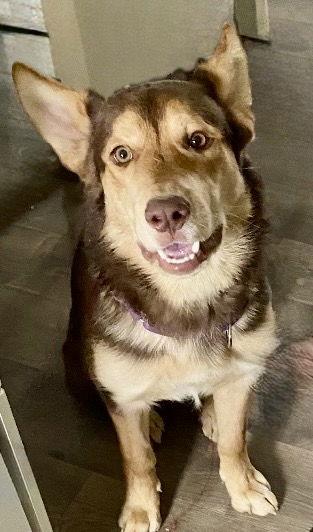 Enlarge Bear, a Adoptable Shepherd in Omaha, NE image 1/3