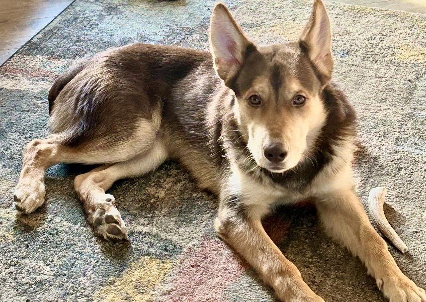 Enlarge Bear, a Adoptable Shepherd in Omaha, NE image 3/3
