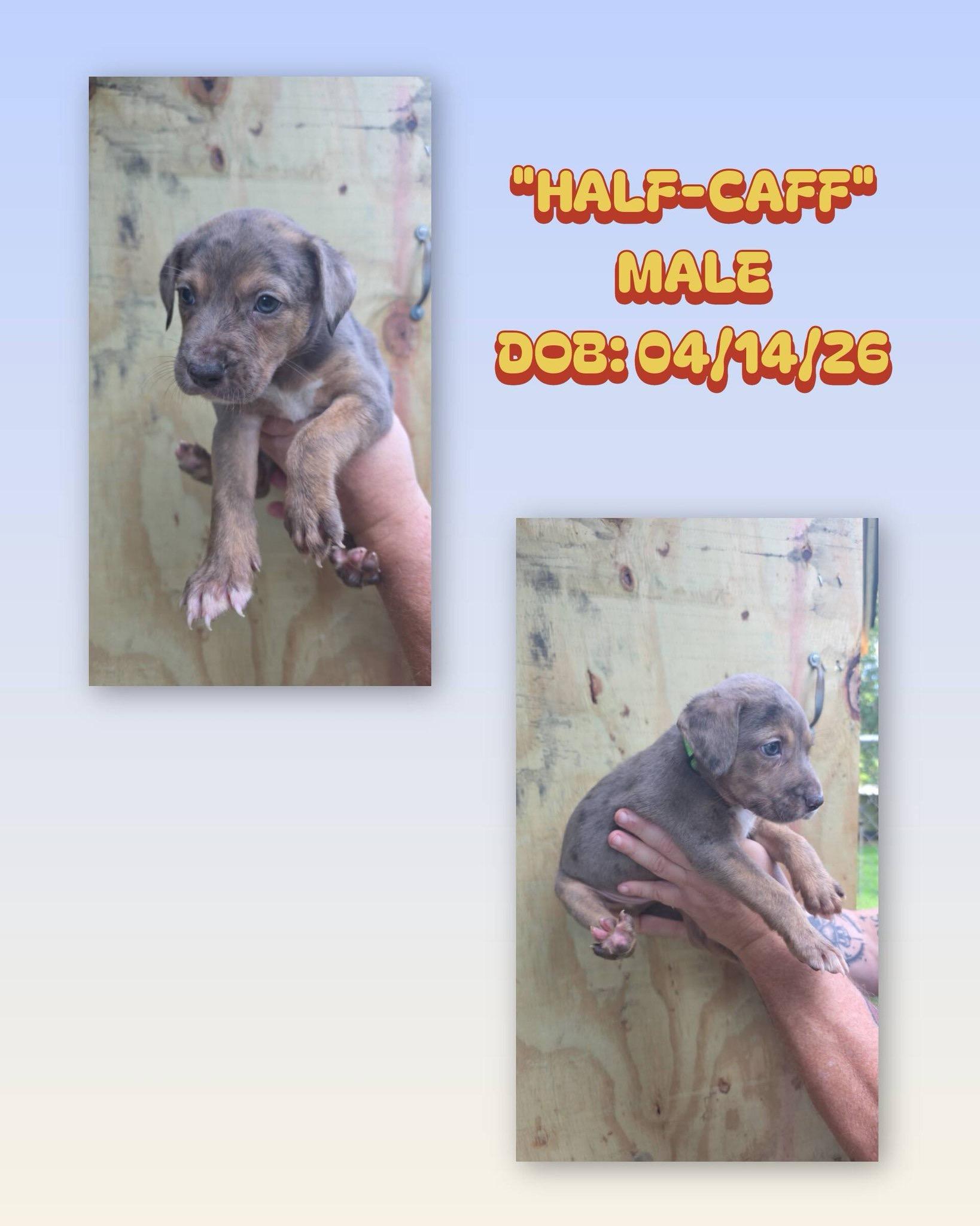 Half Caff, an adopted mixed breed in Baker, LA image 1/2