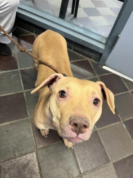 Matcha — thumbnail 2